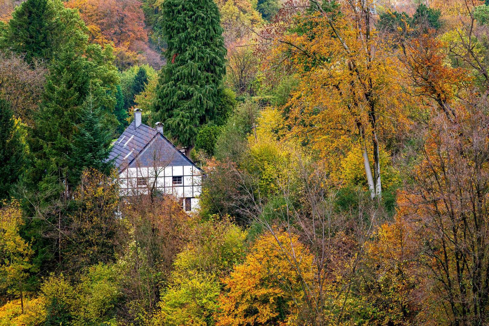 Herbstwald