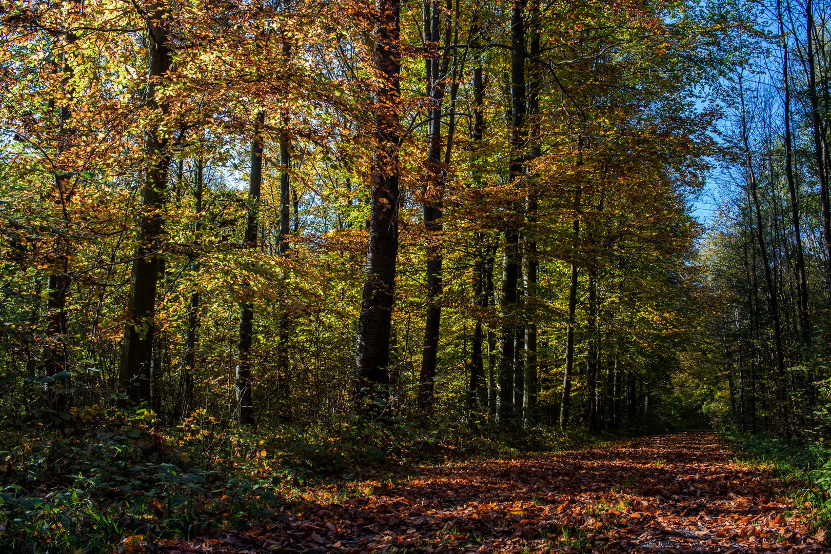 Herbstwald