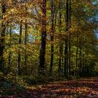 Herbstwald