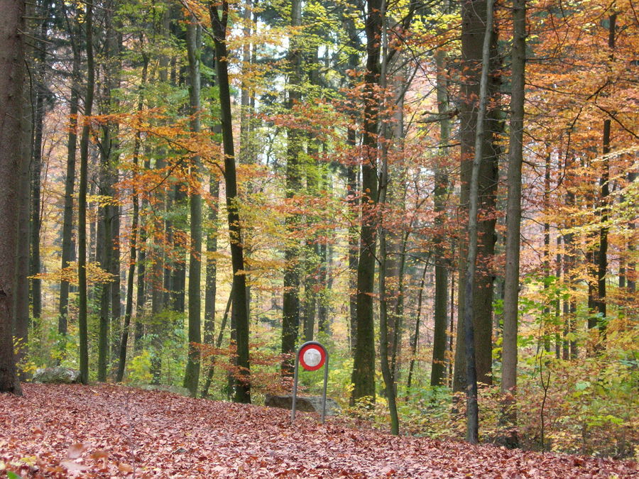 Herbstwald