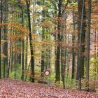 Herbstwald