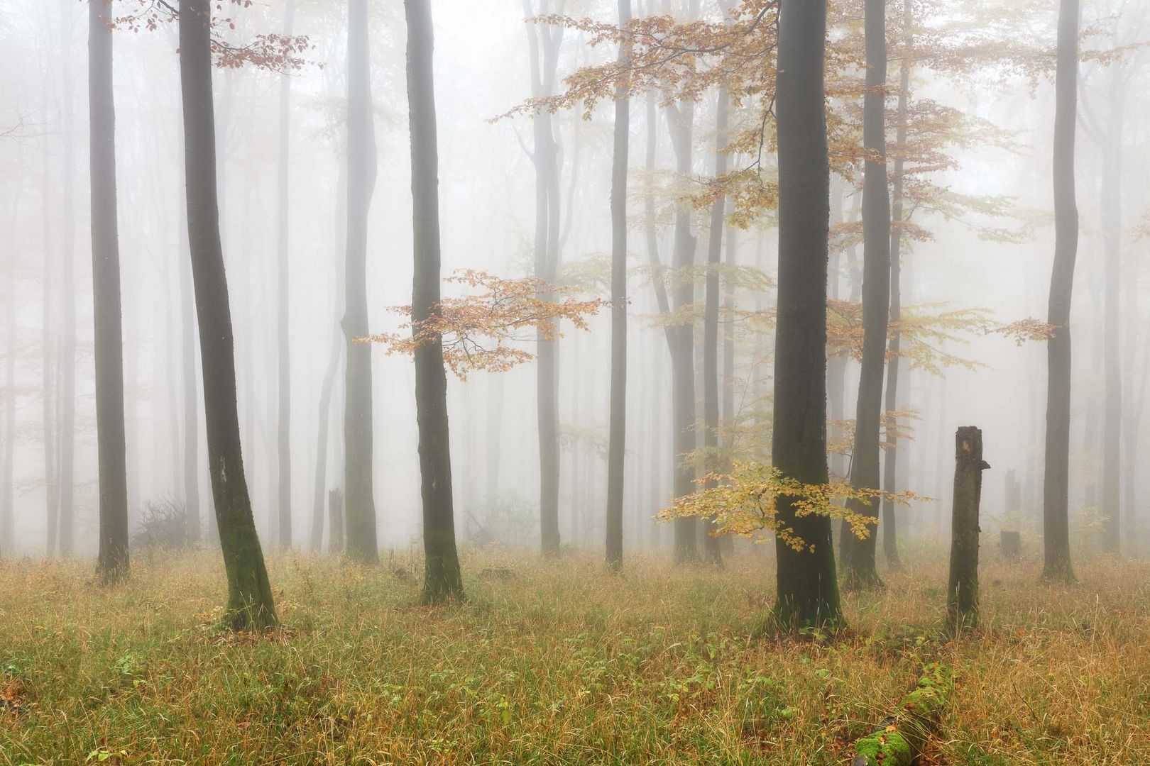 Herbstwald