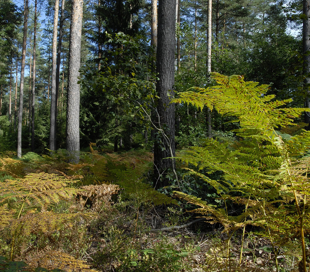 Herbstwald