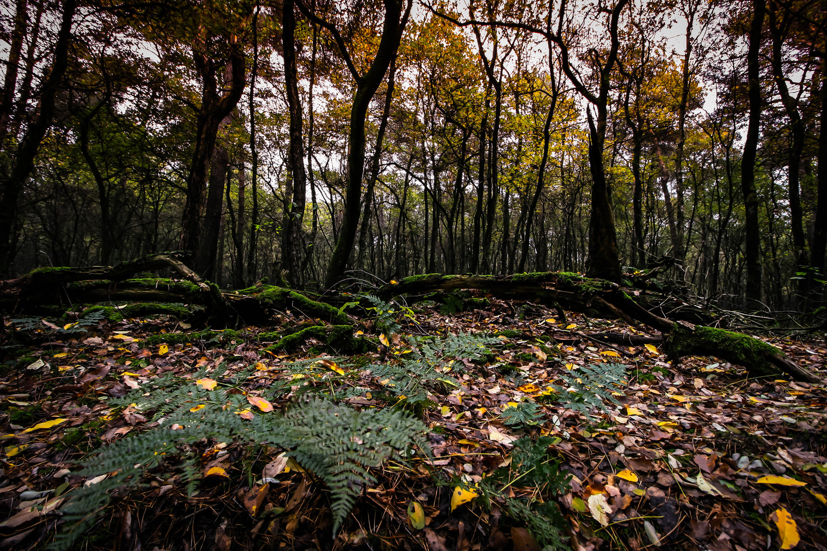 Herbstwald