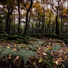 Herbstwald