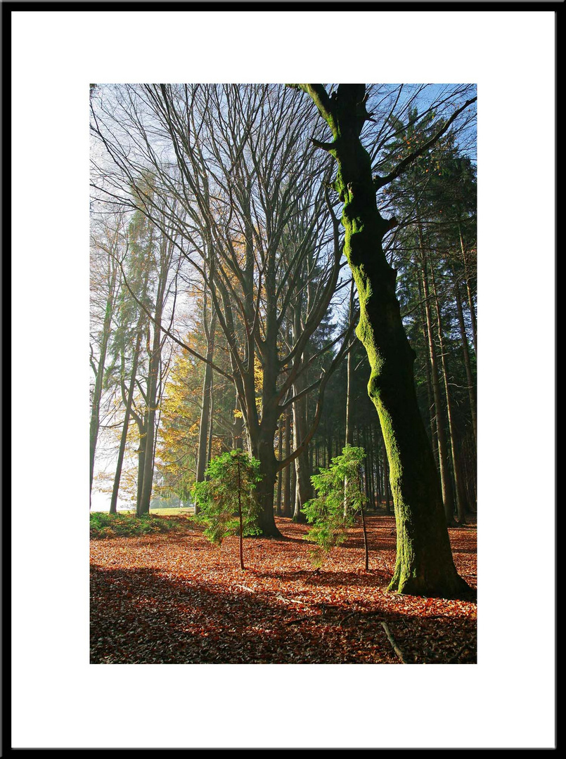 Herbstwald