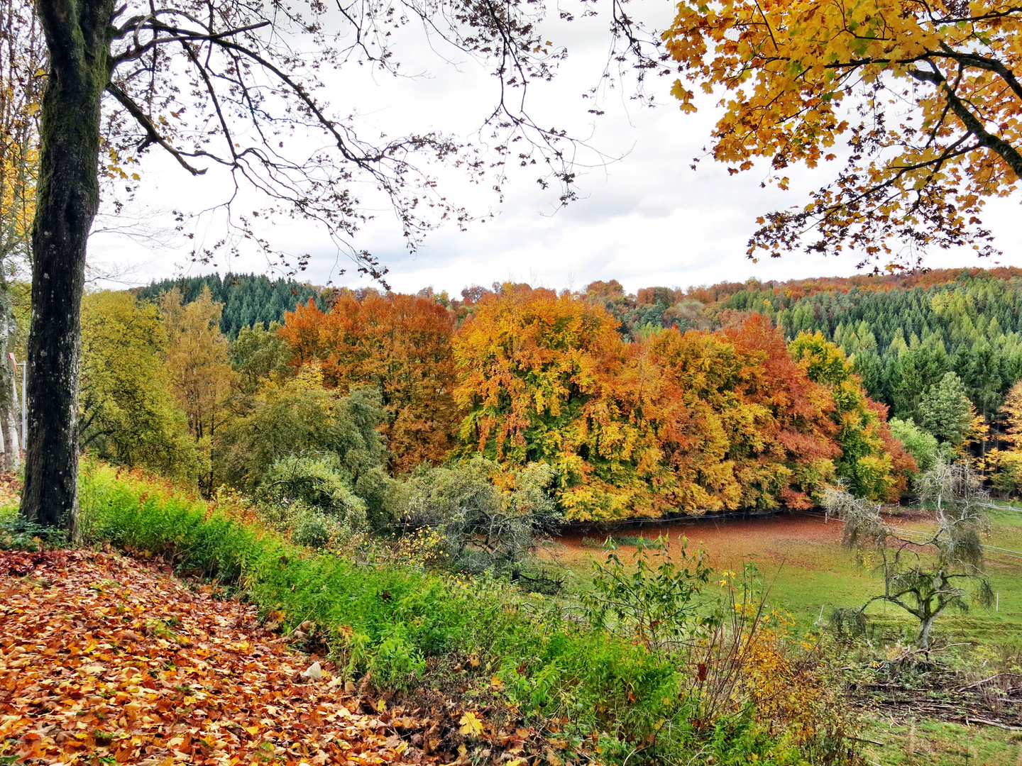 Herbstwald