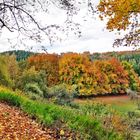 Herbstwald