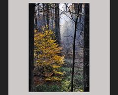 Herbstwald