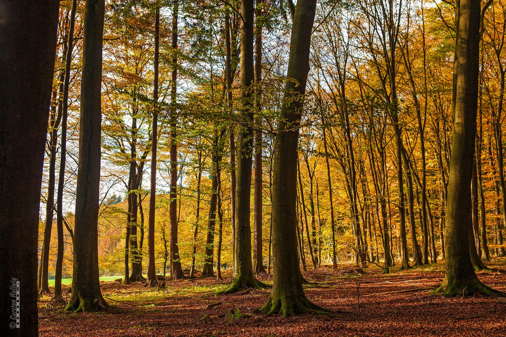 Herbstwald