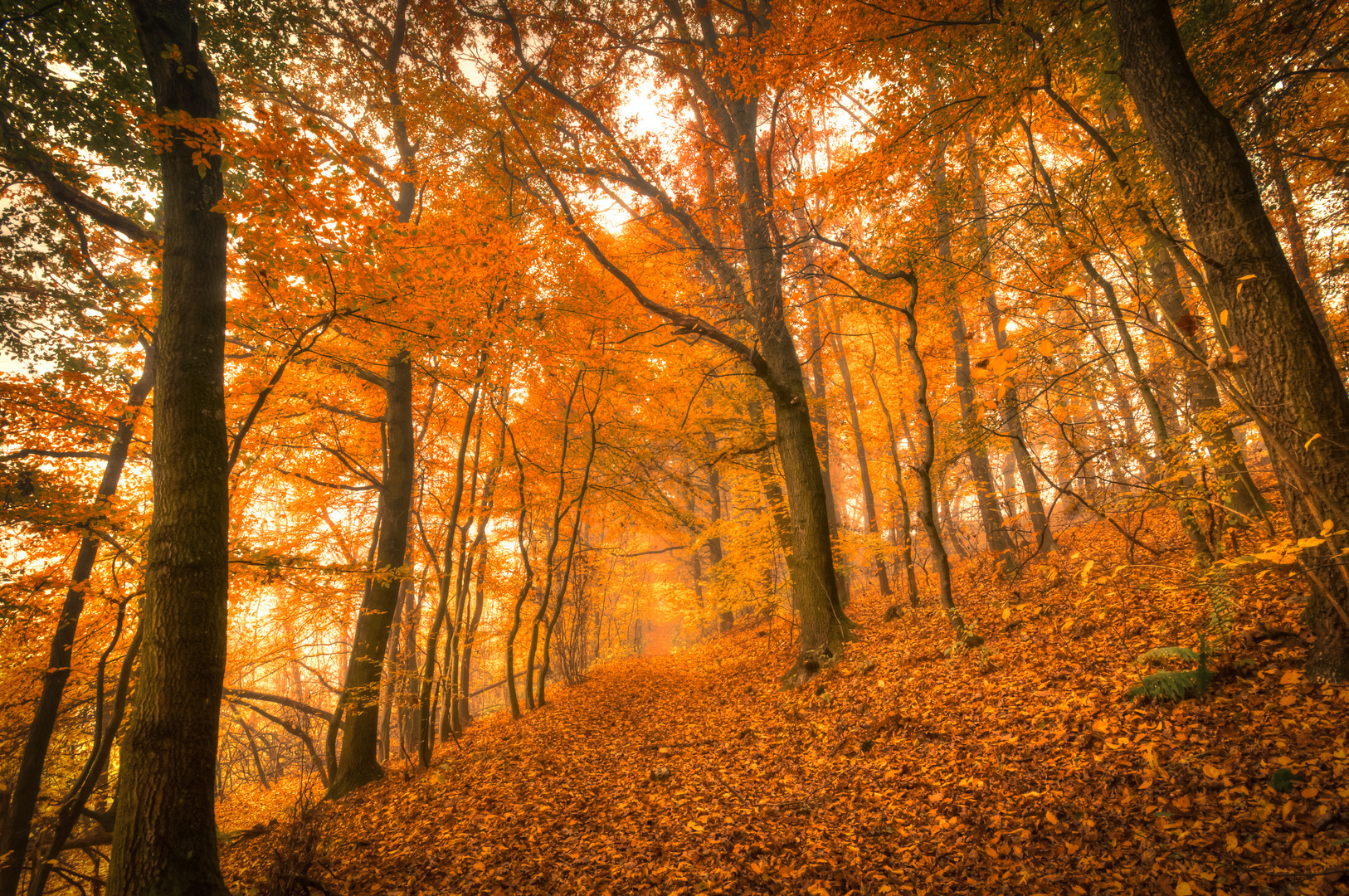 Herbstwald