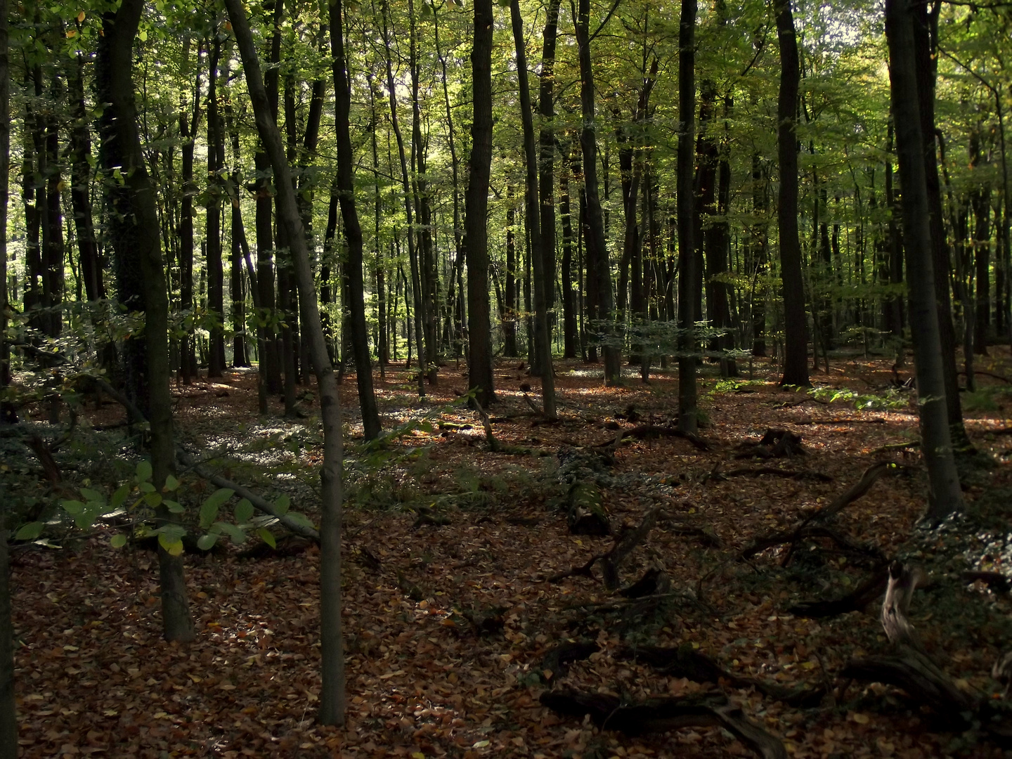 Herbstwald