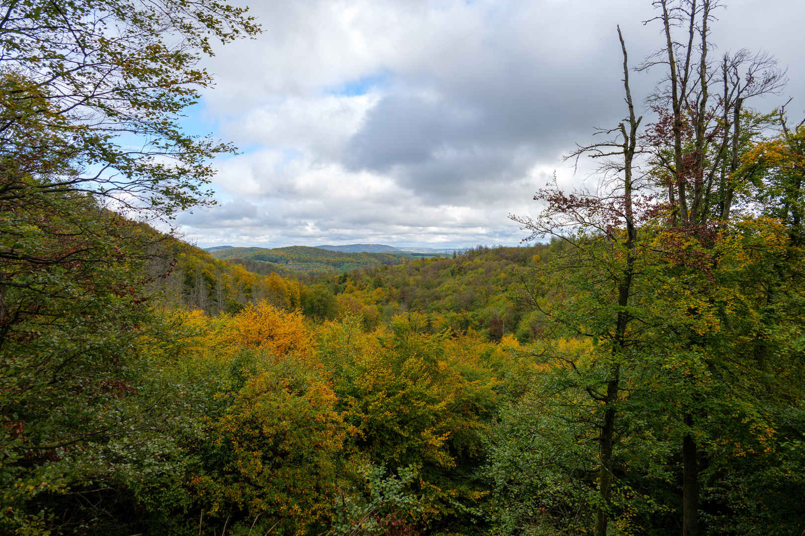 Herbstwald