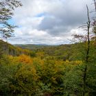 Herbstwald