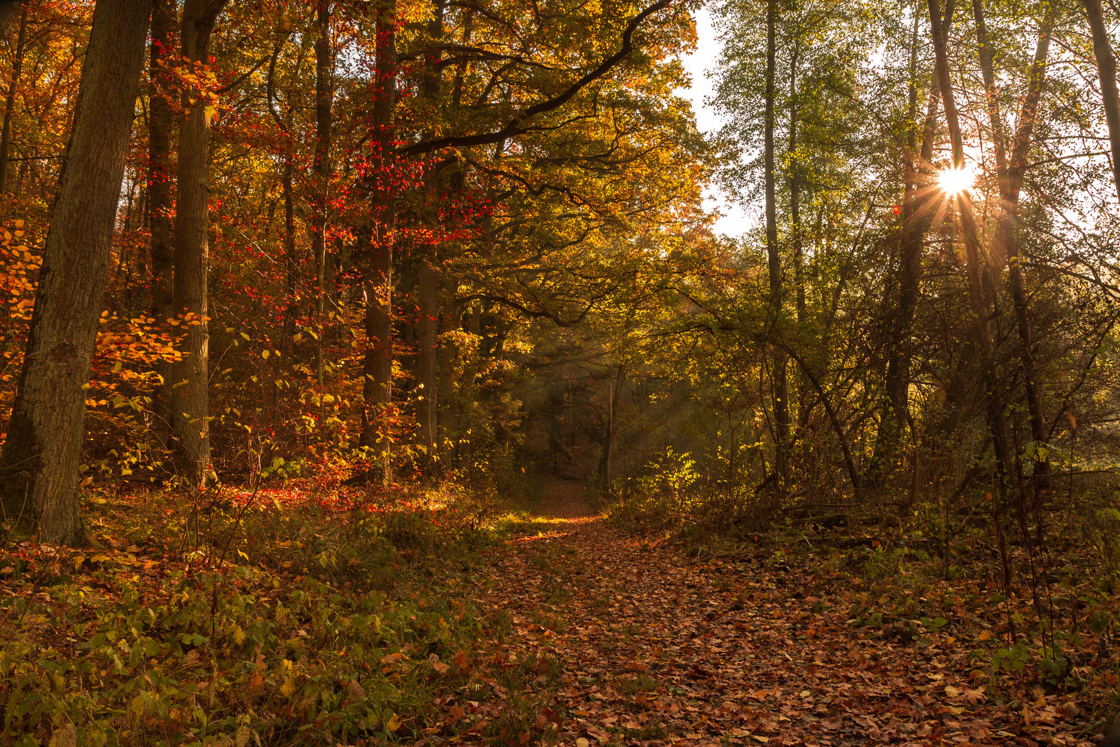 Herbstwald