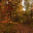 Herbstwald