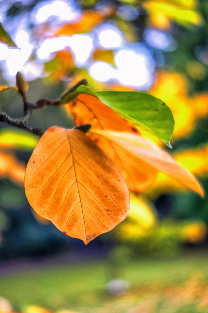 ---Herbstwald---