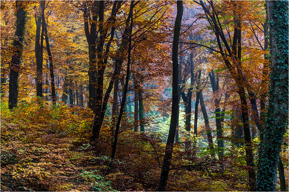 Herbstwald