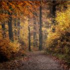 Herbstwald