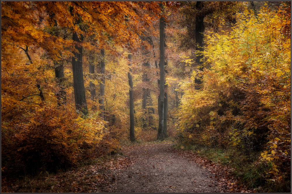 Herbstwald