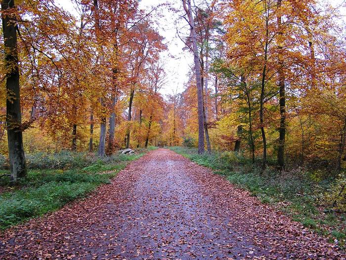 Herbstwald