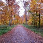 Herbstwald