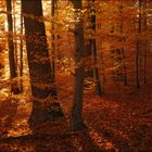 Herbstwald