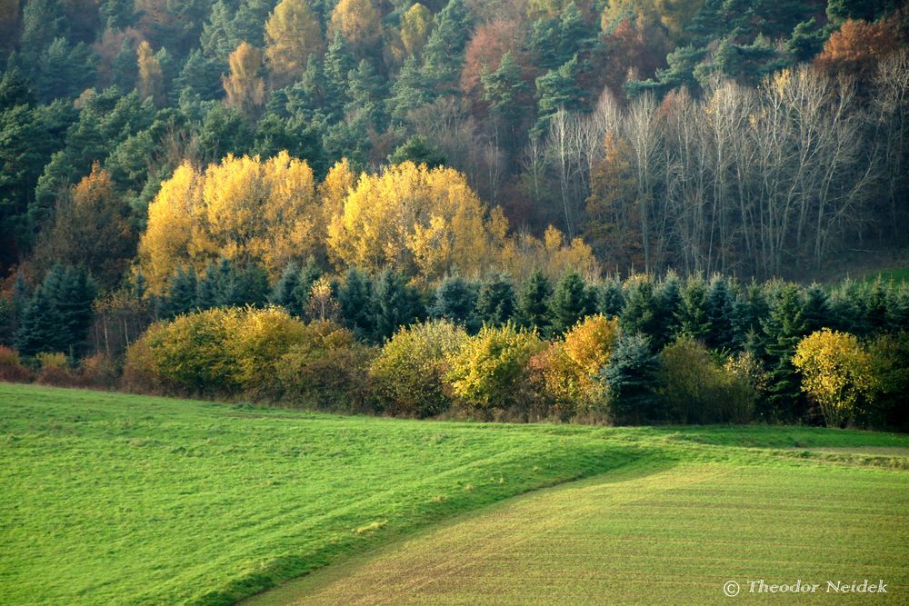 Herbstwald