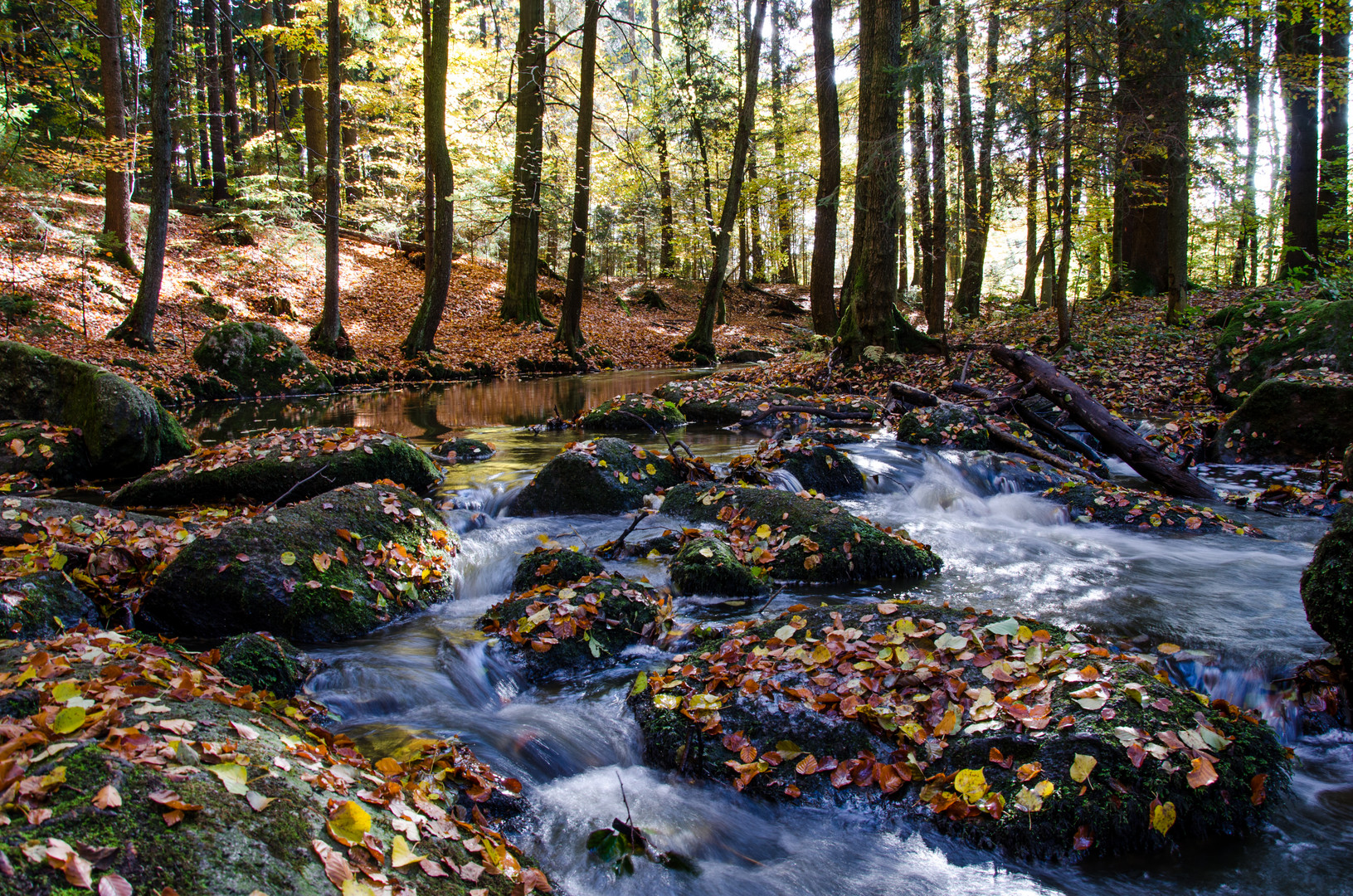 Herbstwald