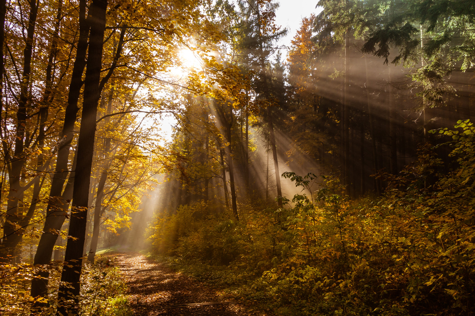 Herbstwald