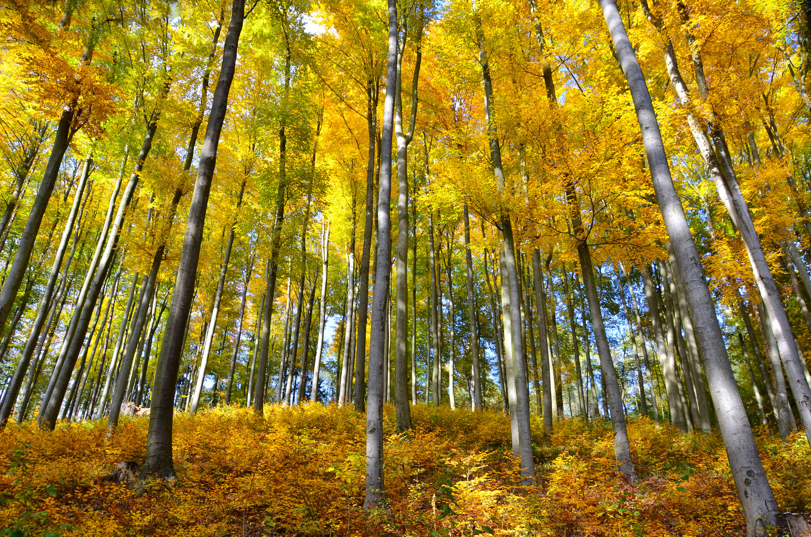 Herbstwald