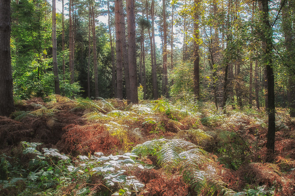 herbstwald