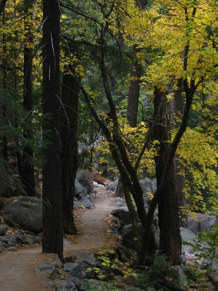 Herbstwald