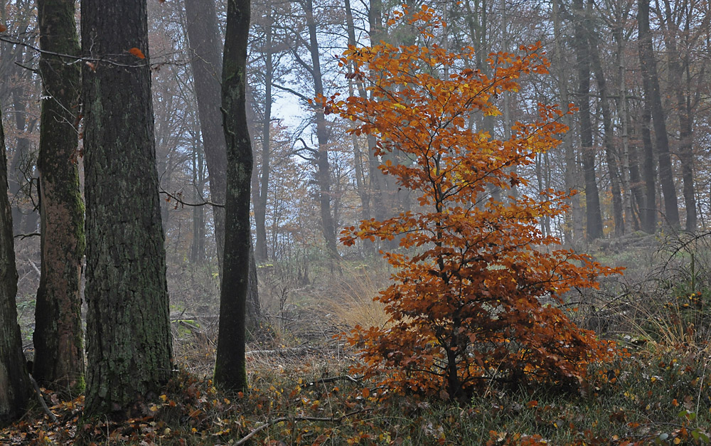 Herbstwald