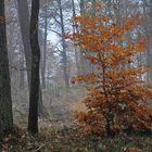 Herbstwald