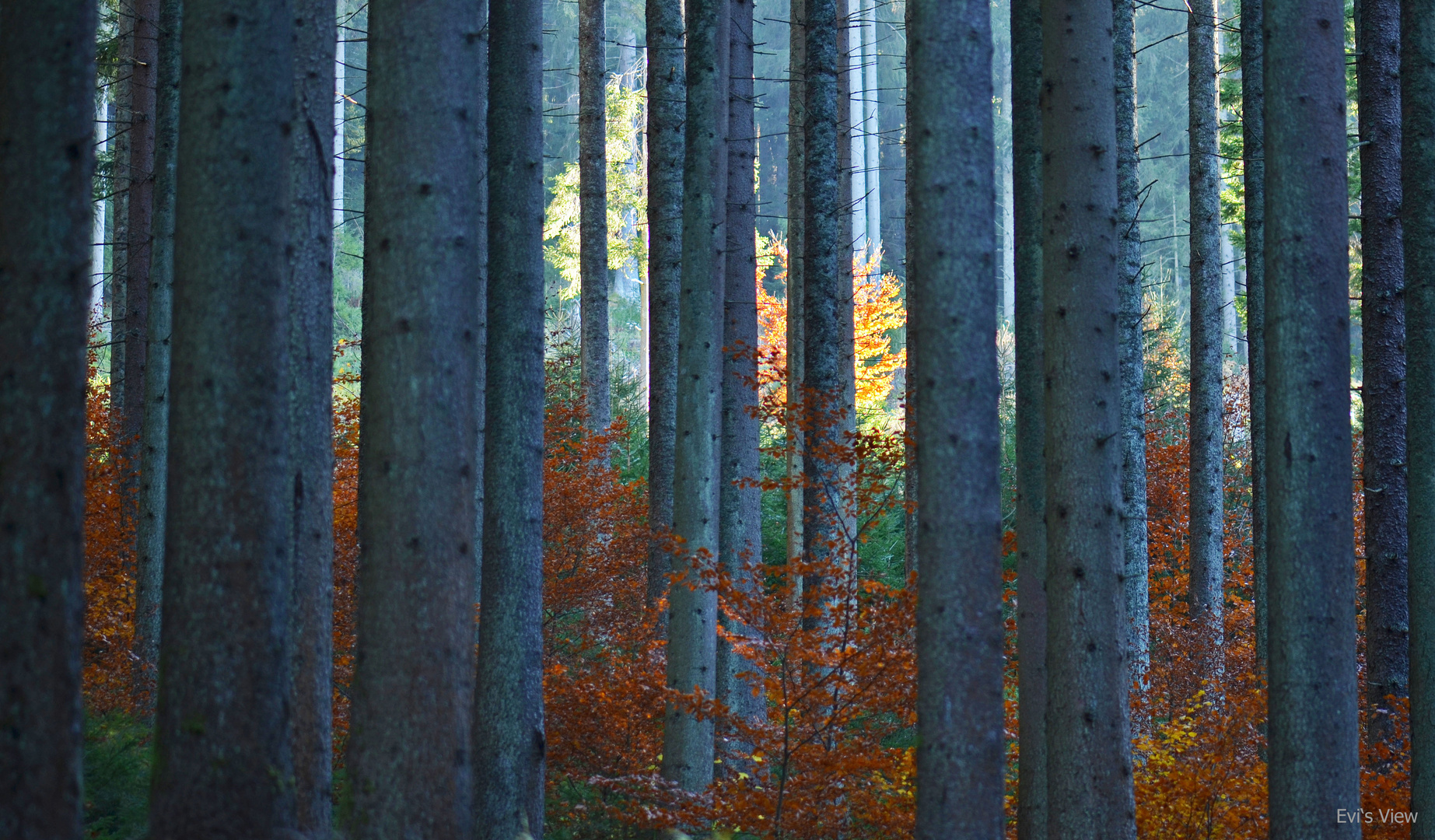 Herbstwald