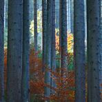 Herbstwald