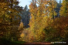 Herbstwald