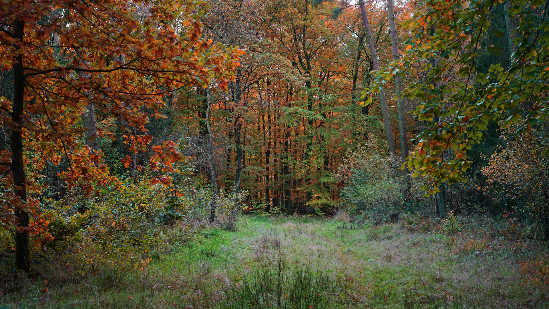 Herbstwald