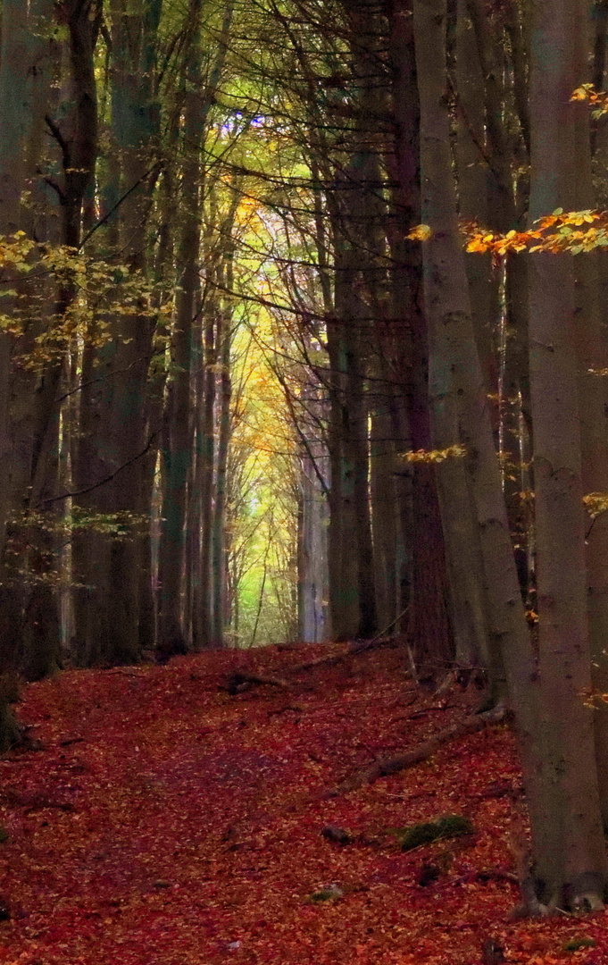 Herbstwald