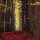 Herbstwald