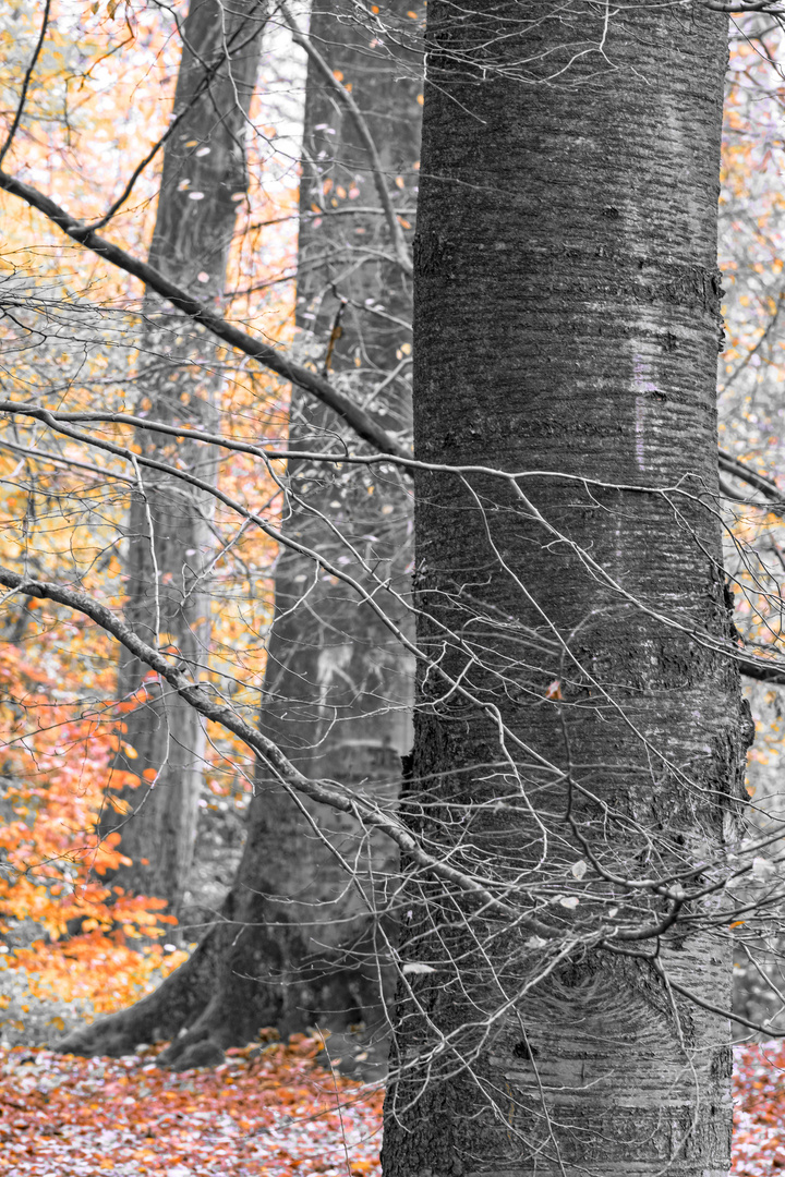 --Herbstwald--