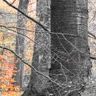 --Herbstwald--