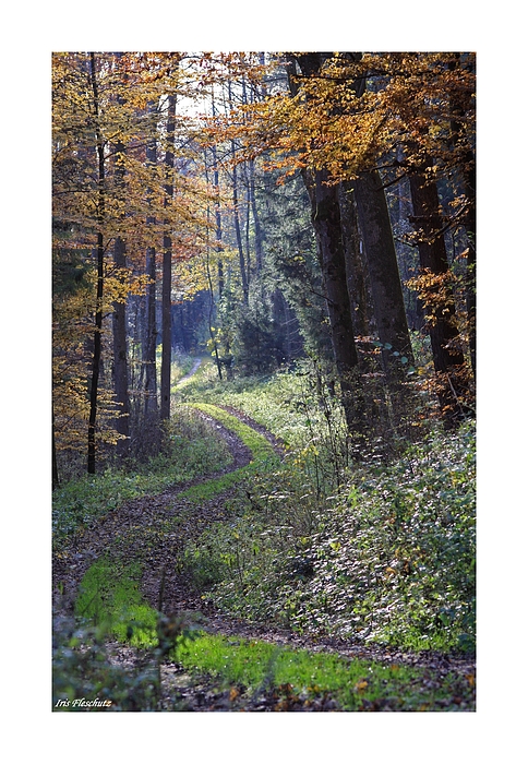 Herbstwald