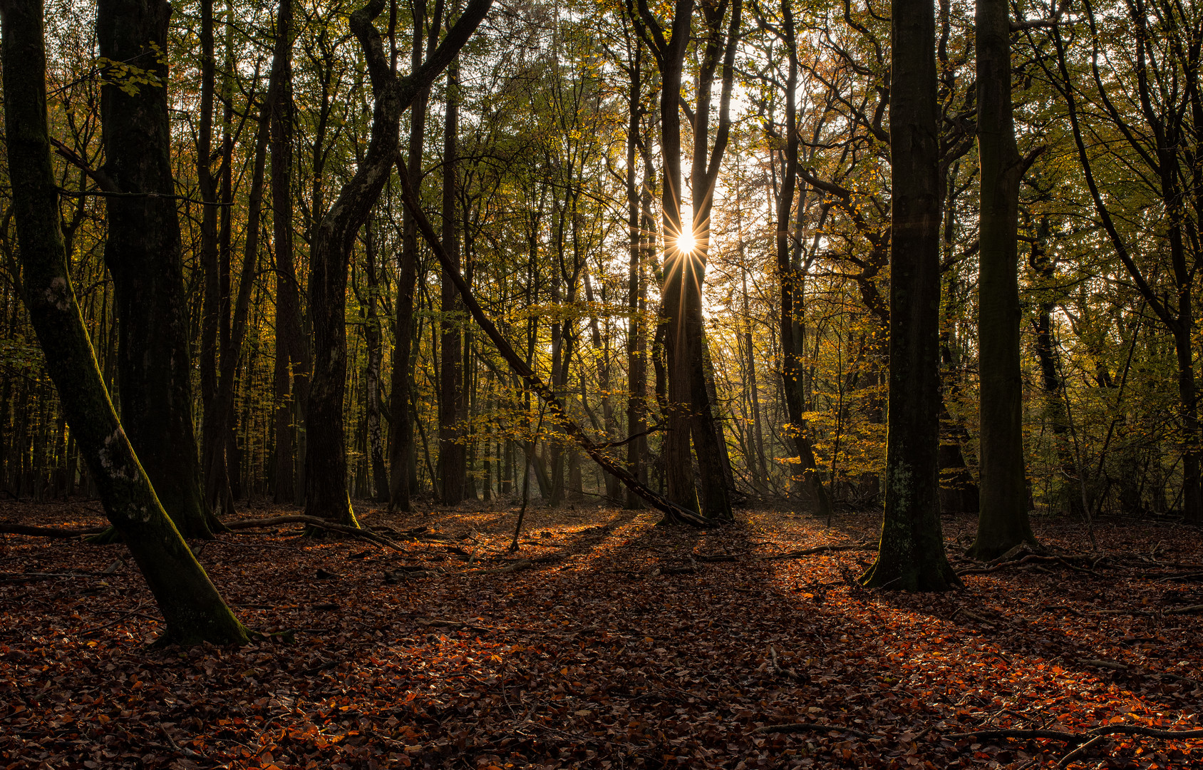 ____Herbstwald________