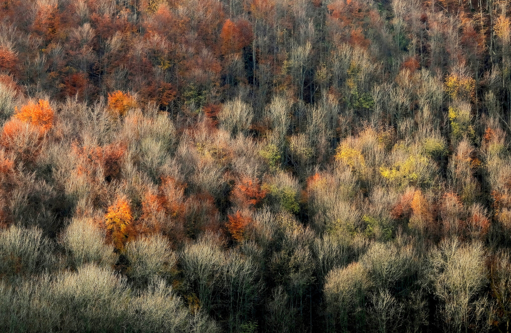 Herbstwald