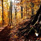 Herbstwald