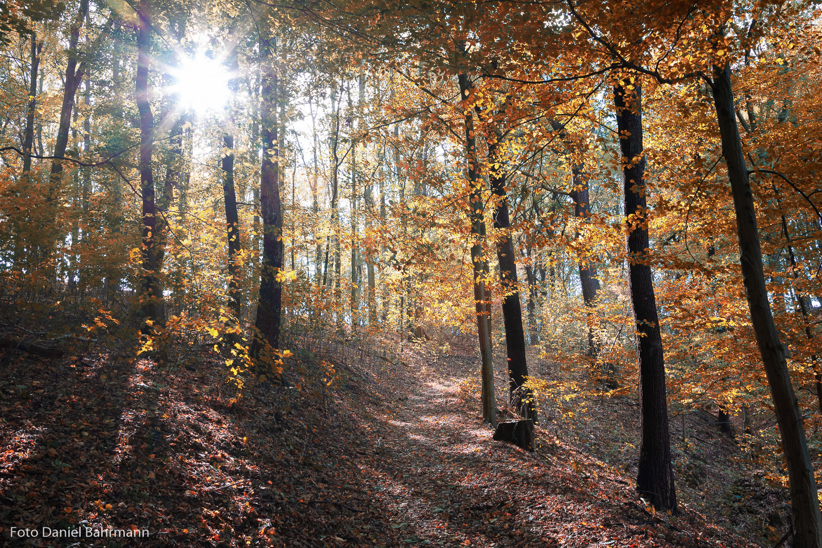 Herbstwald