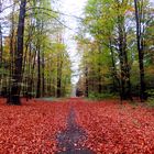 Herbstwald 4