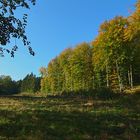 Herbstwald 4